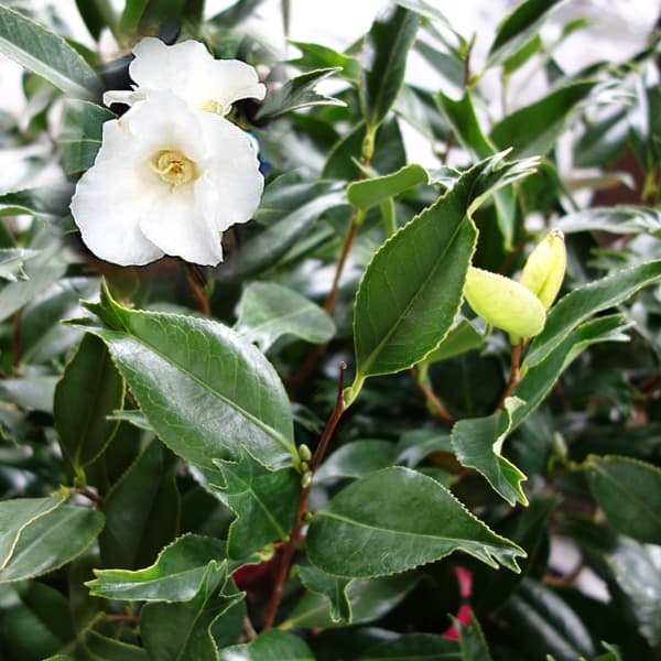 園芸ネット本店｜ツバキ：金魚葉椿（キンギョバツバキ）白系花4号