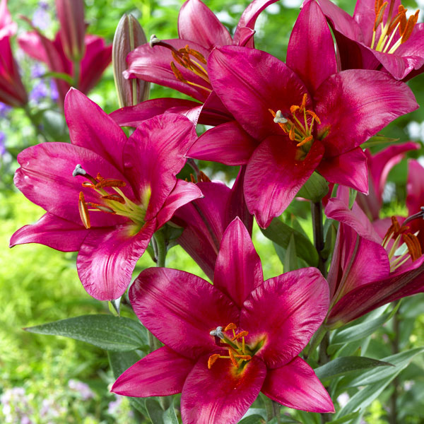 園芸ネット本店｜ユリ：オリエンタルリリー パープルプリンス(パープル