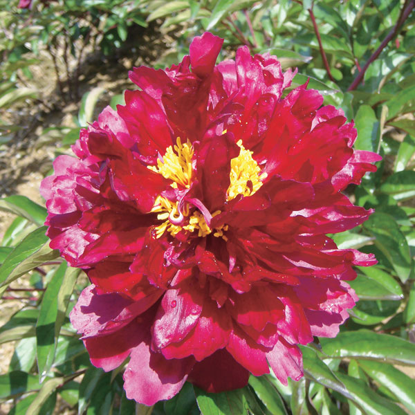 園芸ネット本店｜シャクヤク（芍薬）：ブラックビューティー6号鉢植え