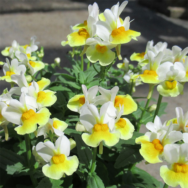 園芸ネット本店｜ネメシア：スイート レモンスカッシュ3-3.5号ポット