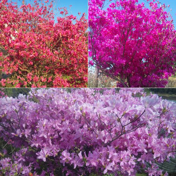 園芸ネット本店｜ツツジ：ミツバツツジ実生苗（交配新種）樹高50～60cm