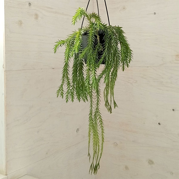 園芸ネット本店｜フペルジア（フレグマリウルス）：ゴエベリー 5号吊り