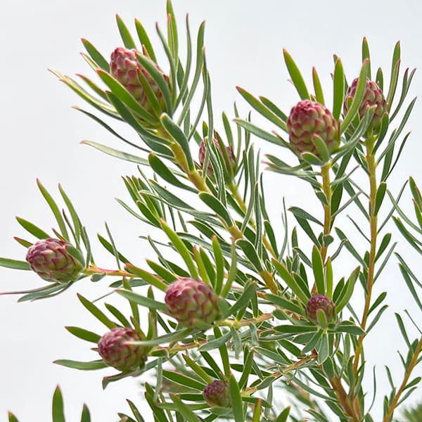 園芸ネット本店｜リューカデンドロン：ストロベリーフェア5号鉢植え の