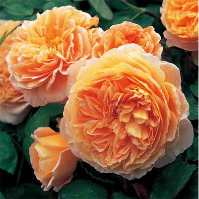 園芸ネット本店｜[送料無料]イングリッシュローズ デビッド