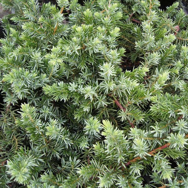 園芸ネット本店｜[送料無料]コニファー（這性）：ブルーパシフィック5