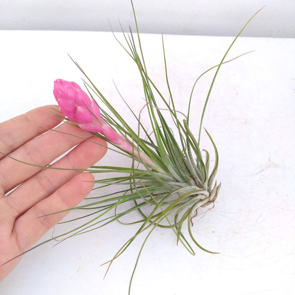 園芸ネット本店｜チランジア ストリクタ の通販【公式】