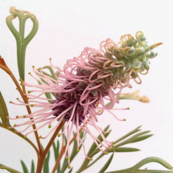 園芸ネット本店｜[ザ・ファームセレクト]グレビレア：ドーンパープル5