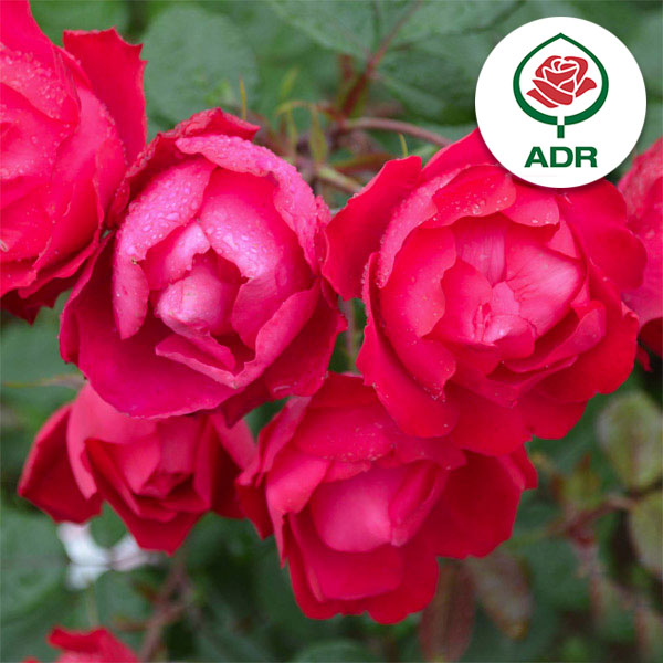 園芸ネット本店｜[26年5月中下旬予約]四季咲中輪バラ：チェリーボニカ