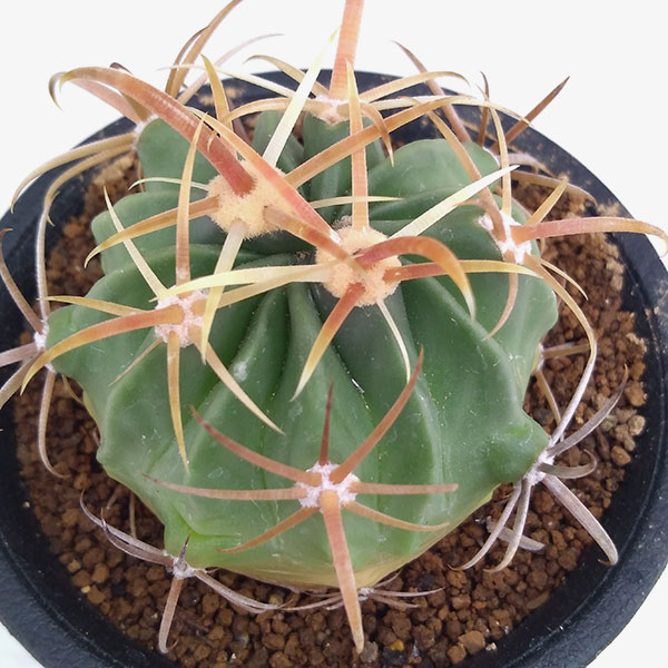 園芸ネット本店｜サボテン：日の出丸 2.5号鉢植え の通販【公式】