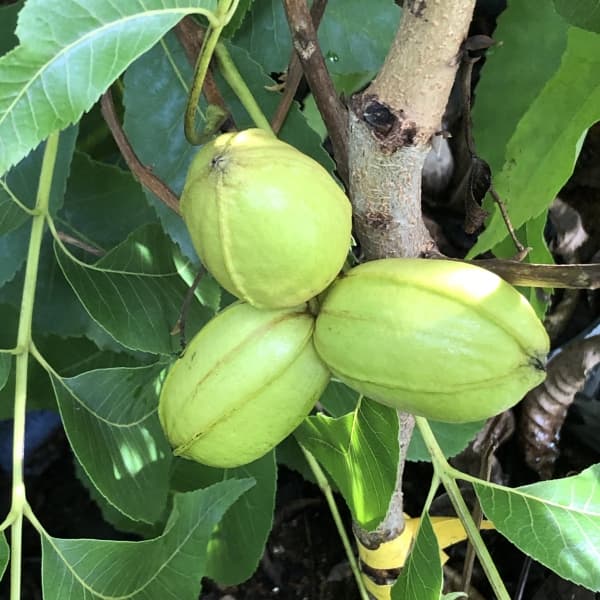 園芸ネット本店｜ペカンナッツ：CLS-61 7号ポット の通販【公式】