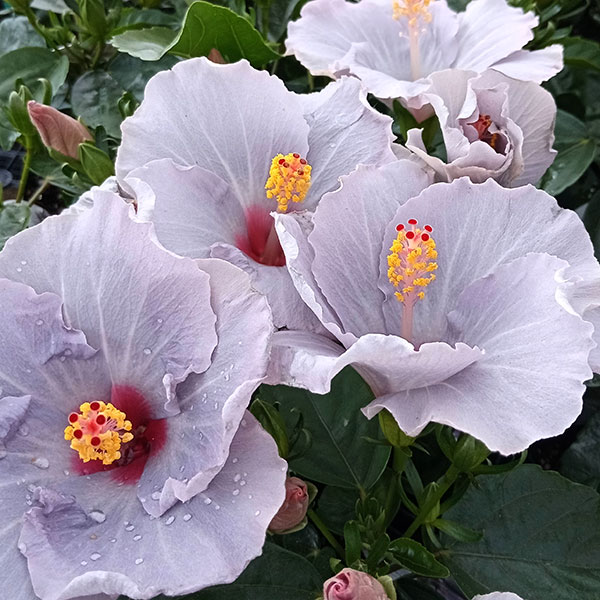 園芸ネット本店｜ハイビスカス（ニューロングライフ）：ケイト7号鉢 の