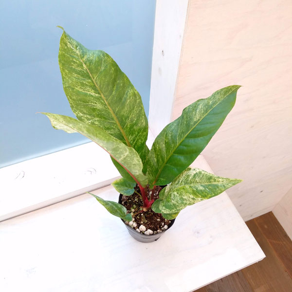 園芸ネット本店｜アンスリウム：フーケリーバリエガータ（国内実生