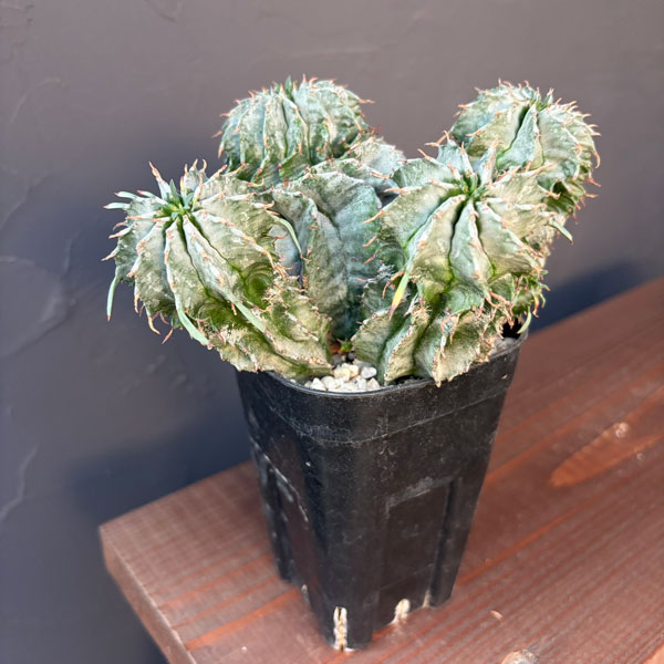 園芸ネット本店｜ユーフォルビア：ホリダ（子株付き） 3号22-01 の通販