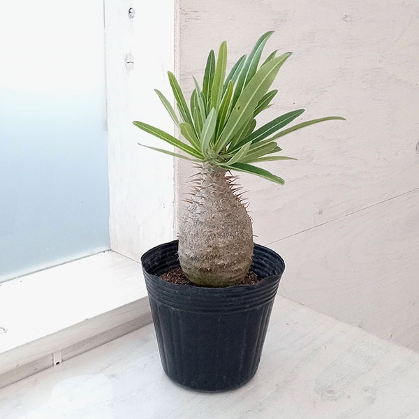 園芸ネット本店｜パキポディウム：グラキリス4号（国内実生株） 22-01