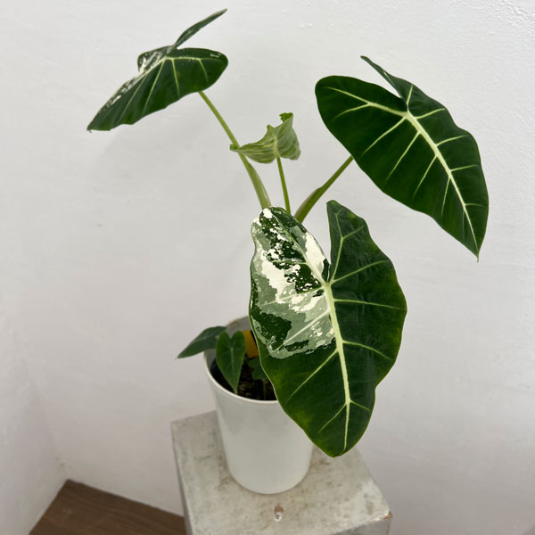 園芸ネット本店｜アロカシア：グリーンベルベット（斑入り） 6号22-01