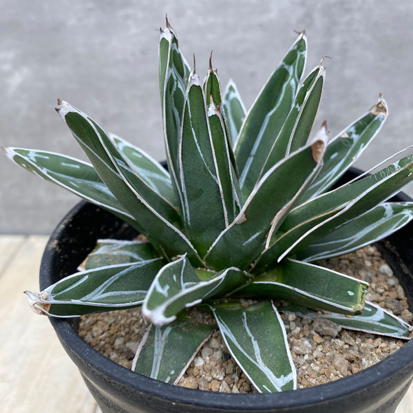 園芸ネット本店｜アガベ：姫笹の雪 4号鉢植え の通販【公式】