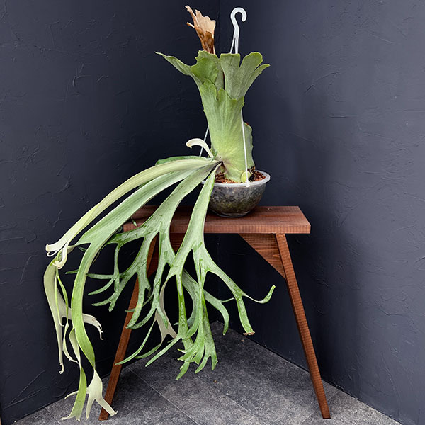 園芸ネット本店｜（わけあり特価）ビカクシダ（コウモリラン