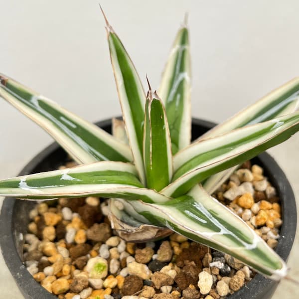 園芸ネット本店｜（わけあり特価）アガベ：氷山（ビクトリアレギナエ