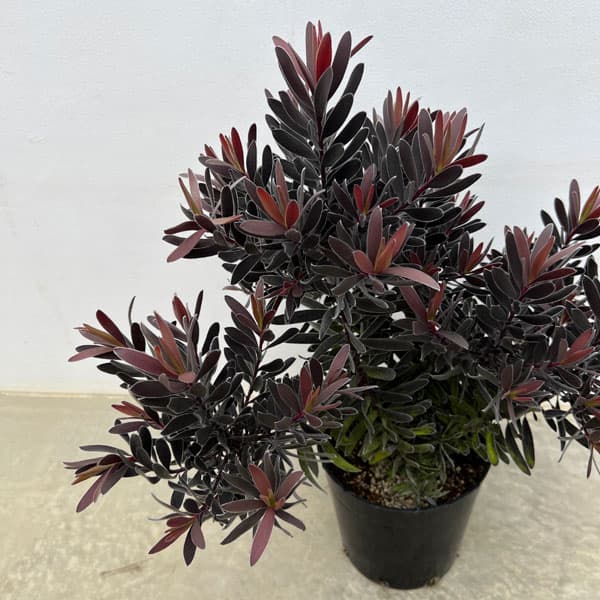 園芸ネット本店｜リューカデンドロン：デュリフ（黒リューカ） 7号