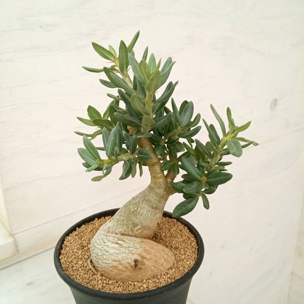 園芸ネット本店｜パキポディウム：ビスピノーサム 3.5号鉢植え24-01 の