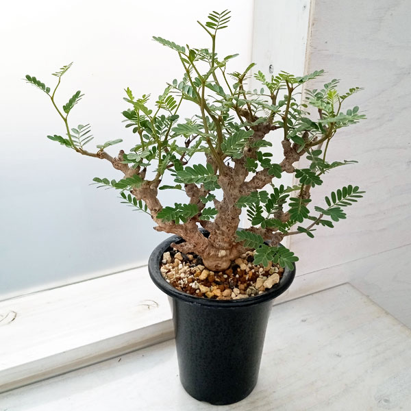 園芸ネット本店｜センナ：メリディオナリス（発根済み） 4号23-10 の