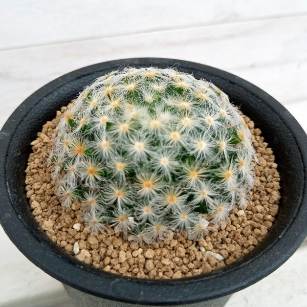 園芸ネット本店｜マミラリア ：明星（みょうじょう）2.5号 の通販【公式】