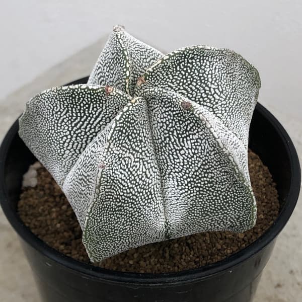 園芸ネット本店｜サボテン：恩塚ランポー玉（オンヅカランポウギョク