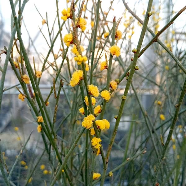 園芸ネット本店｜アカシア：スピネセンス（スピニーワトル） 5号鉢植え