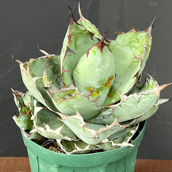 園芸ネット本店｜アガベ：チタノタ ブラックアンドブルー セレクト株 4