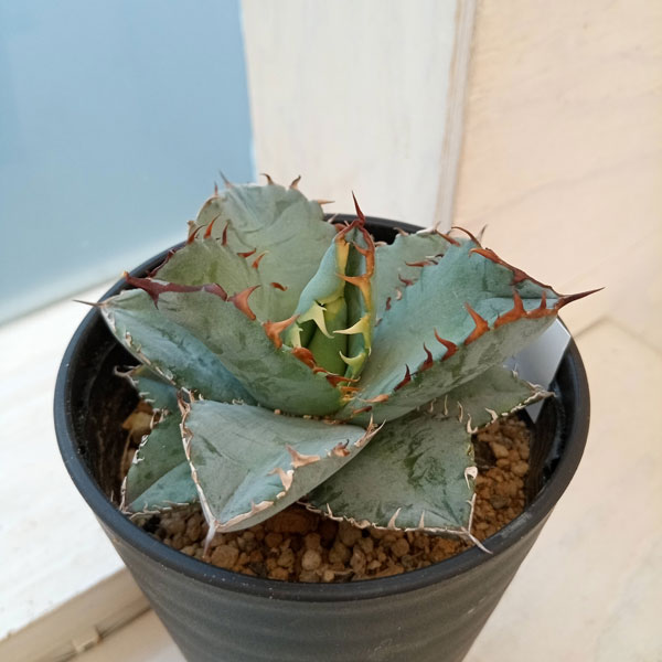 園芸ネット本店｜アガベ：チタノタブルー 実生セレクト 3.5号鉢植え23