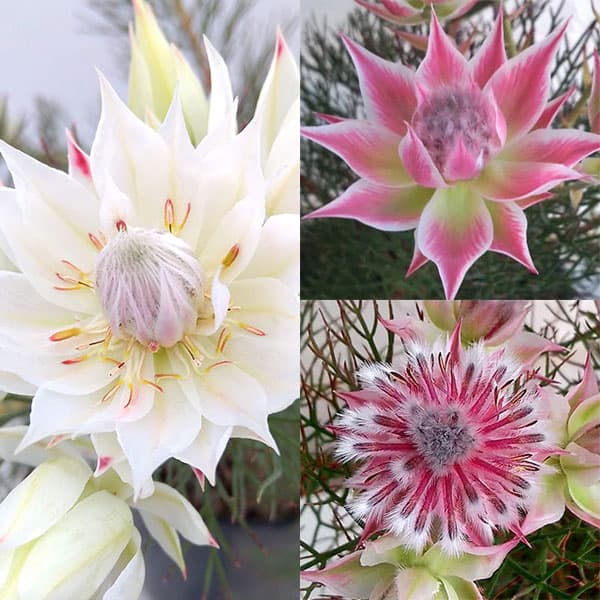 園芸ネット本店｜セルリア3種セット：ブラッシングブライド・プリティ