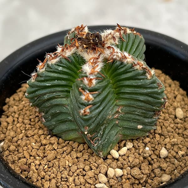 園芸ネット本店｜[ザ・ファームセレクト]サボテン：アズテキューム紅籠