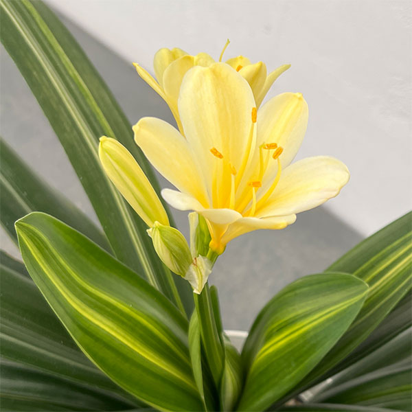 園芸ネット本店｜クンシラン：黄花クンシラン斑入り5号鉢植え の通販