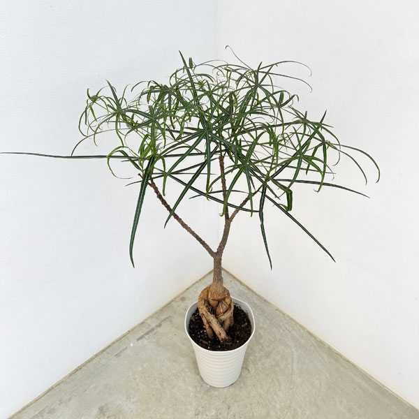 園芸ネット本店｜ブラキキトン（ボトルツリー）：ルペストリス 7号24