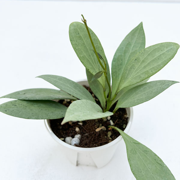 園芸ネット本店｜[ザ・ファームセレクト]ホヤ：ニューギニアゴースト 3