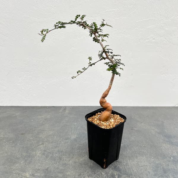 園芸ネット本店｜オペルクリカリア：デカリー （実生株） 3.5号鉢植え