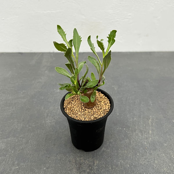 園芸ネット本店｜オトンナ：ロバタ 2.5号鉢植え の通販【公式】