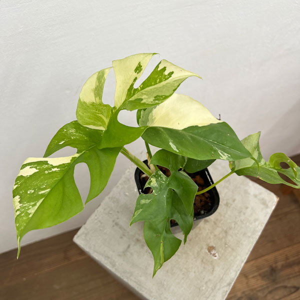 園芸ネット本店｜[ザ・ファームセレクト]ラフィドフォラ：テトラ