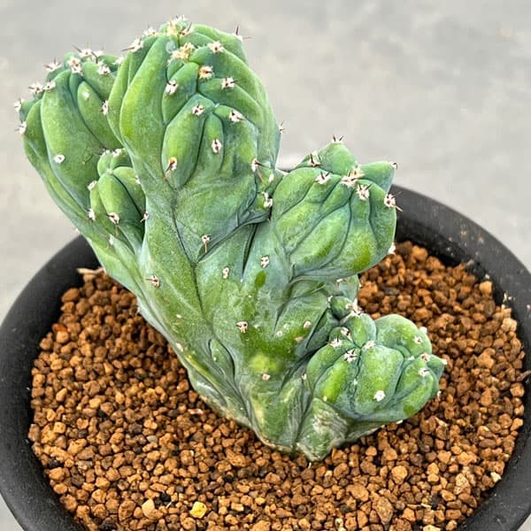 園芸ネット本店｜ミルティロカクタス：竜神木綴化（りゅうじんぼく・て