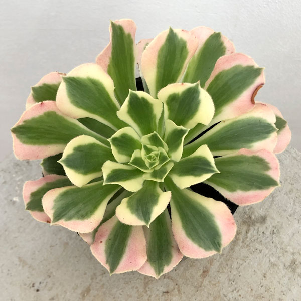 園芸ネット本店｜アエオニウム：白鳳錦 3号ポット の通販【公式】