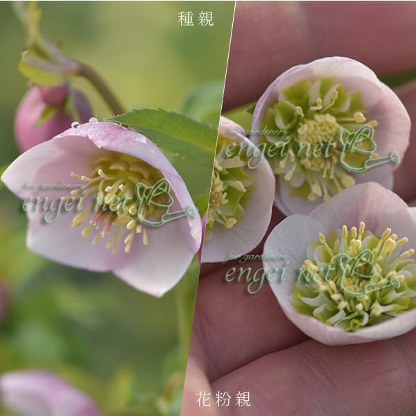 園芸ネット本店｜【お1人様1ポット】大和園さんのクリスマスローズ：24