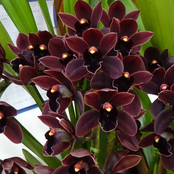 園芸ネット本店｜シンビジウム：フォアゴットンフルーツ（花芽付）3号