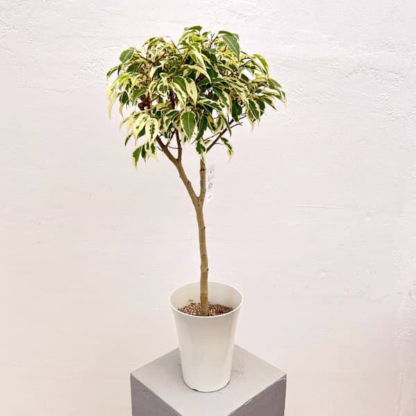 園芸ネット本店｜ベンジャミン：スターライトビューティークィーン 5号