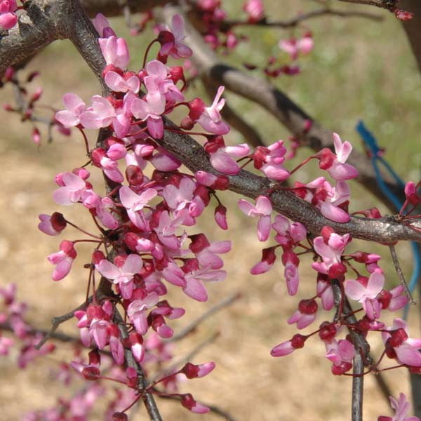 園芸ネット本店｜アメリカハナズオウ：ルビーフォールズ6号ポット の