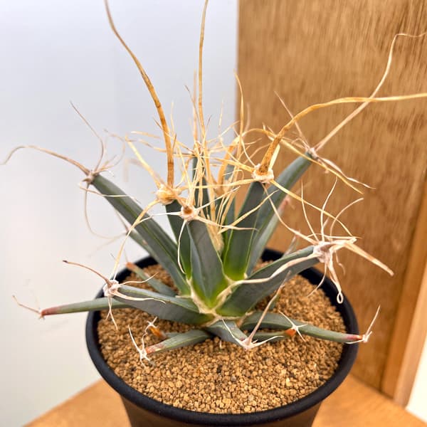 園芸ネット本店｜レウテンベルギア：晃山 3.5号鉢植え* の通販【公式】