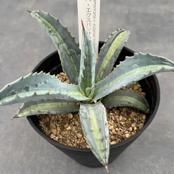 園芸ネット本店｜アガベ ：エクスパンサ中斑 4.5号 の通販【公式】