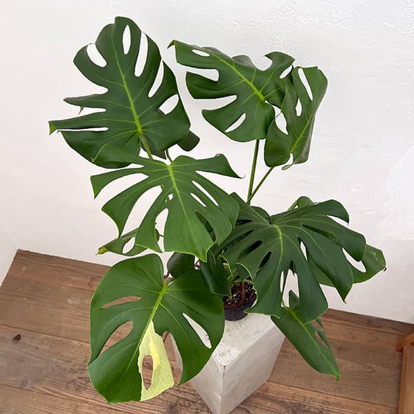 園芸ネット本店｜モンステラ：デリシオーサ 斑入り（実生株） 5号24-05