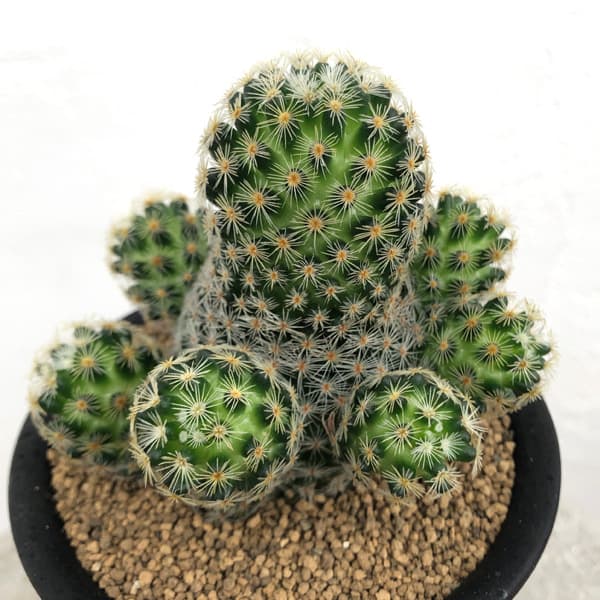 園芸ネット本店｜マミラリア：スキディアナギセラエ 3号鉢植え の通販