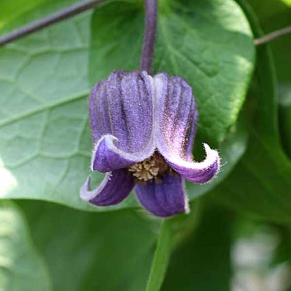 園芸ネット本店｜クレマチス：フスカ3.5号ロングポット（ビオルナ系