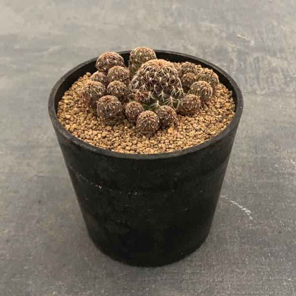 園芸ネット本店｜スルコレブチア：クルゲラエ変種ホフマニーKP049 3号